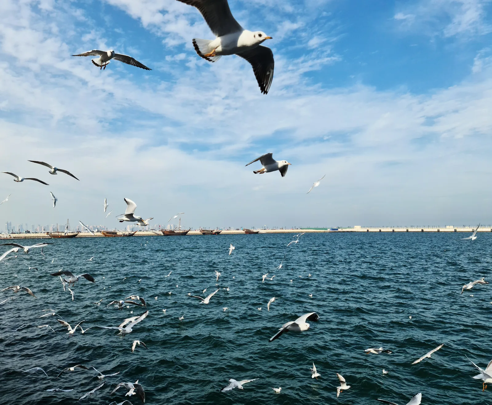 Seagulls flying over Doha Bay with traditional wooden dhow boats in the background